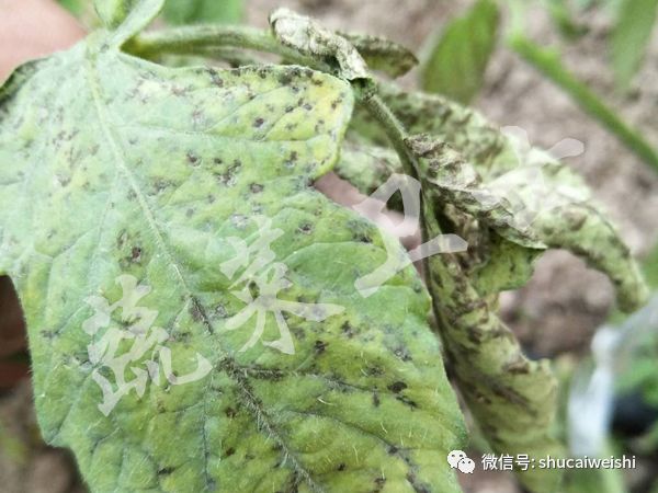番茄细菌性斑点特别严重怎么办,番茄常见的病害小常识