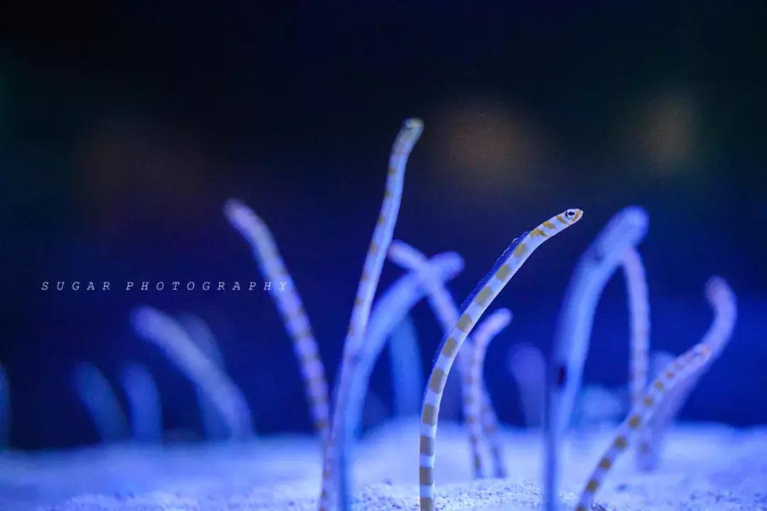 「亲子游」与万千海洋动物一起，夜宿探索极地海洋之美