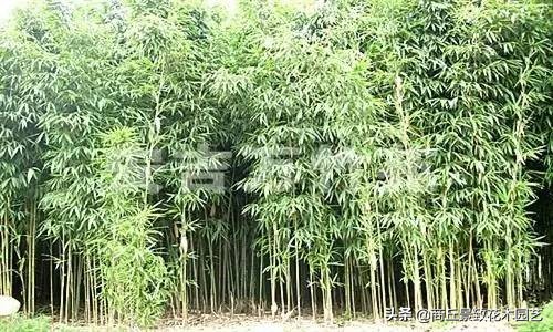 竹子大全,各种竹子大全