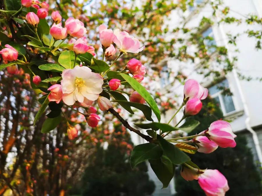 科德学院计划外本科,科德计划外本科入的什么学籍