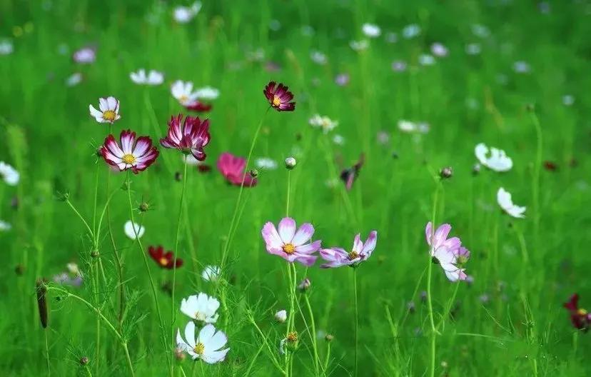 有关四月唯美的古诗词,四月古诗词名句