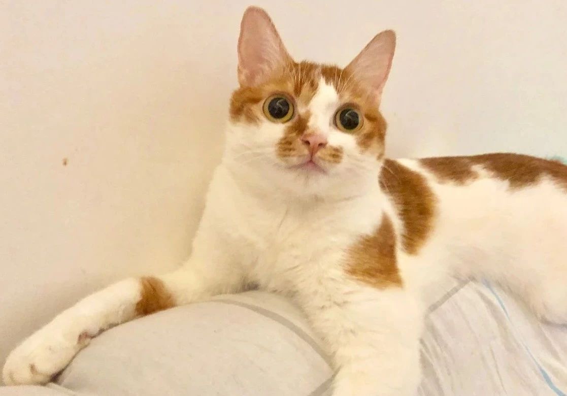 猫咪尿不出来可以吃什么药,猫咪尿不出来了要吃阿莫西林吗