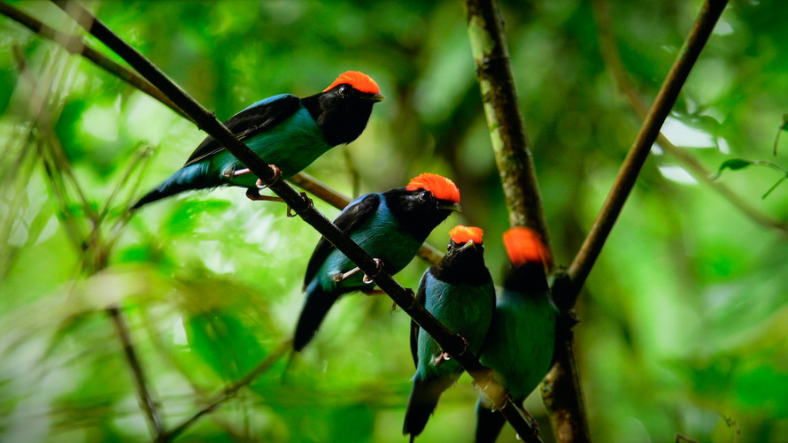 创维酷开p50是真4k吗,创维酷开p5065寸价格