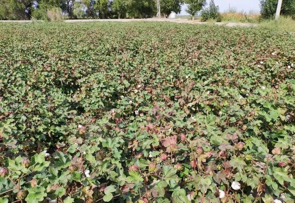 硫酸钾和氯化钾的复合肥区别,硫酸钾和氯化钾有什么区别