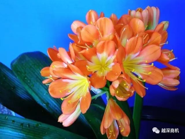 中国各大城市市花介绍,全国56市市花太美了的视频