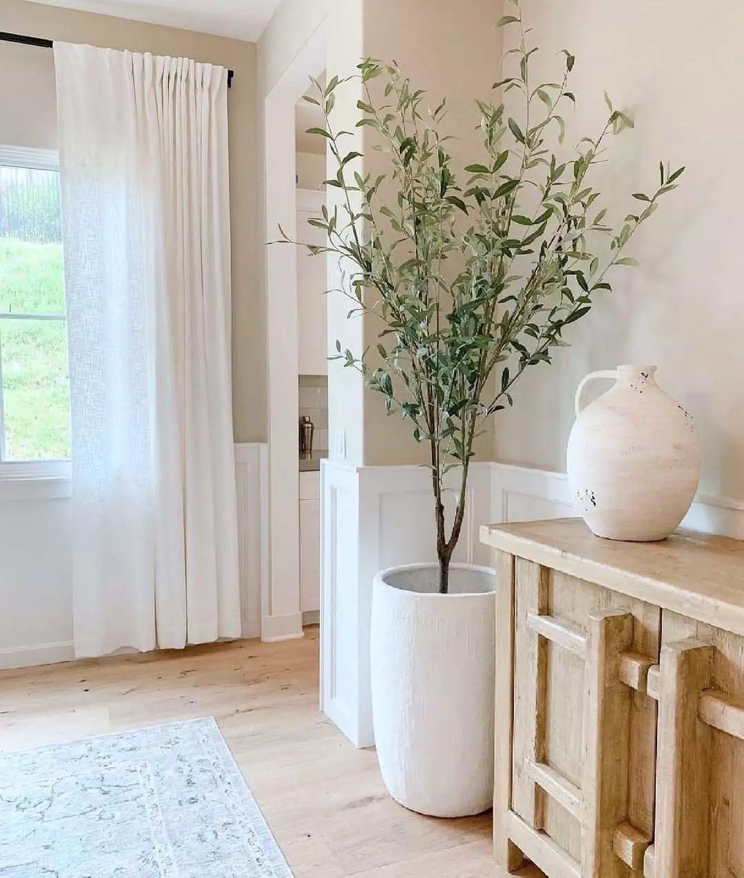 网红必备的高颜值绿植,ins风的网红绿植