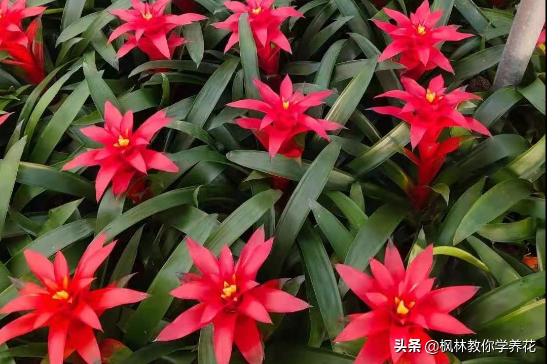 10种春节必选花卉,最受欢迎的十大年宵花