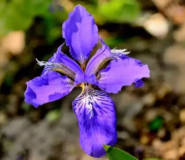 世界顶级奇花异卉,最美奇花异卉