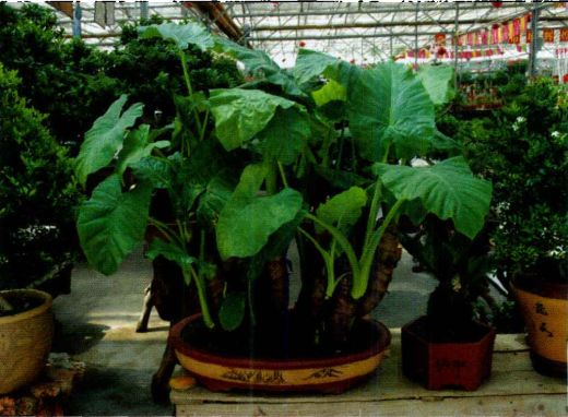 吃下去的东西,吃下去的东西不好消化