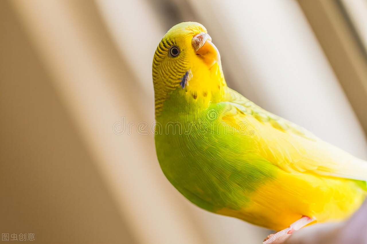 牡丹鹦鹉感冒治疗,鹦鹉感冒吃什么药最佳