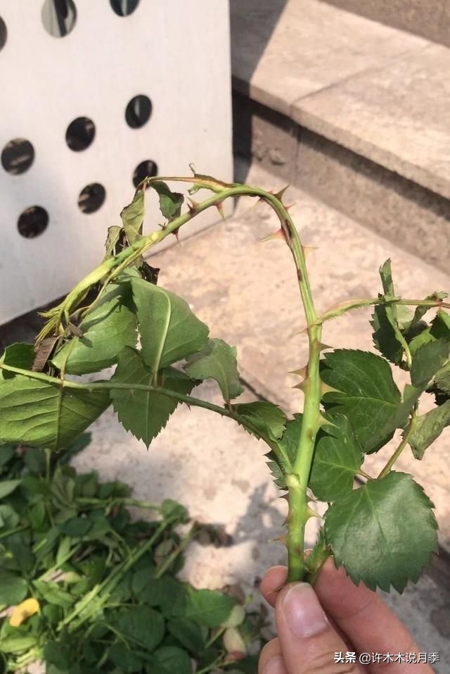 月季病害高清图,12种月季常见病害图解