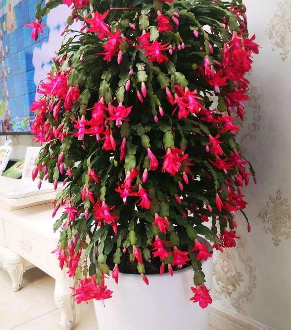 养花不换盆怎么改善土质,养花的土怎么才能改善酸性土壤