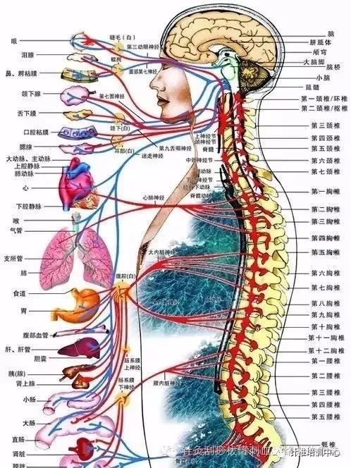 颈椎腰腿痛治疗手法,老中医治疗颈椎腰腿疼
