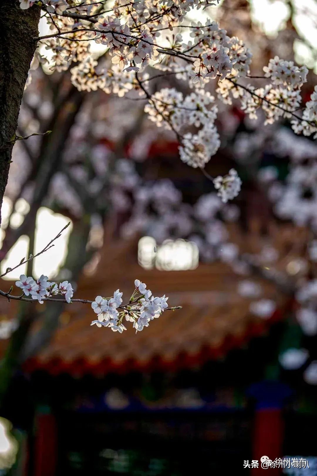 徐州彭祖园樱花节几号开始,徐州彭祖园樱花树开的太美了
