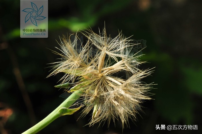 1分钟了解蒲公英,蒲公英科普知识资料大全