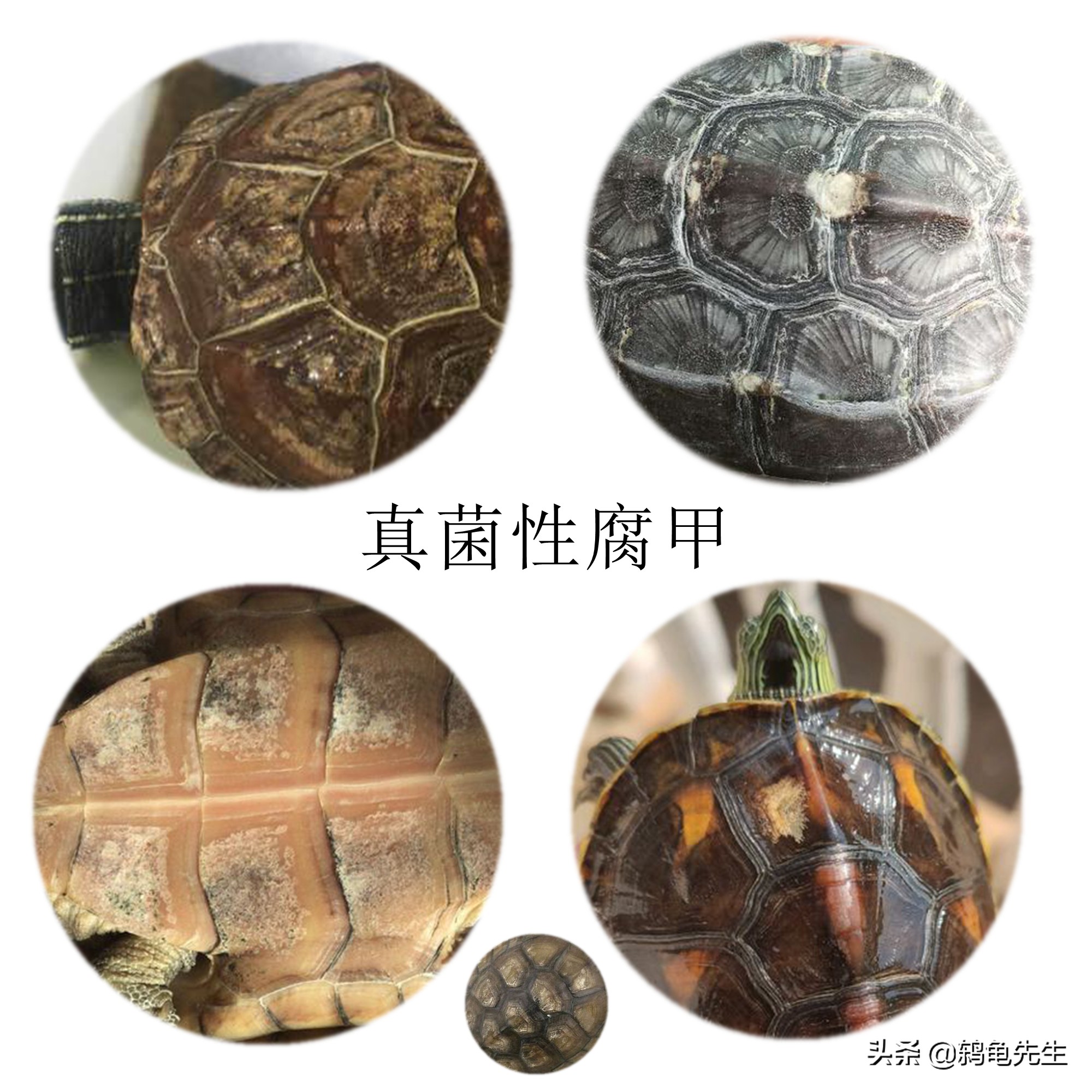乌龟腐皮腐甲是真菌感染吗,乌龟有了腐皮腐甲会怕水吗