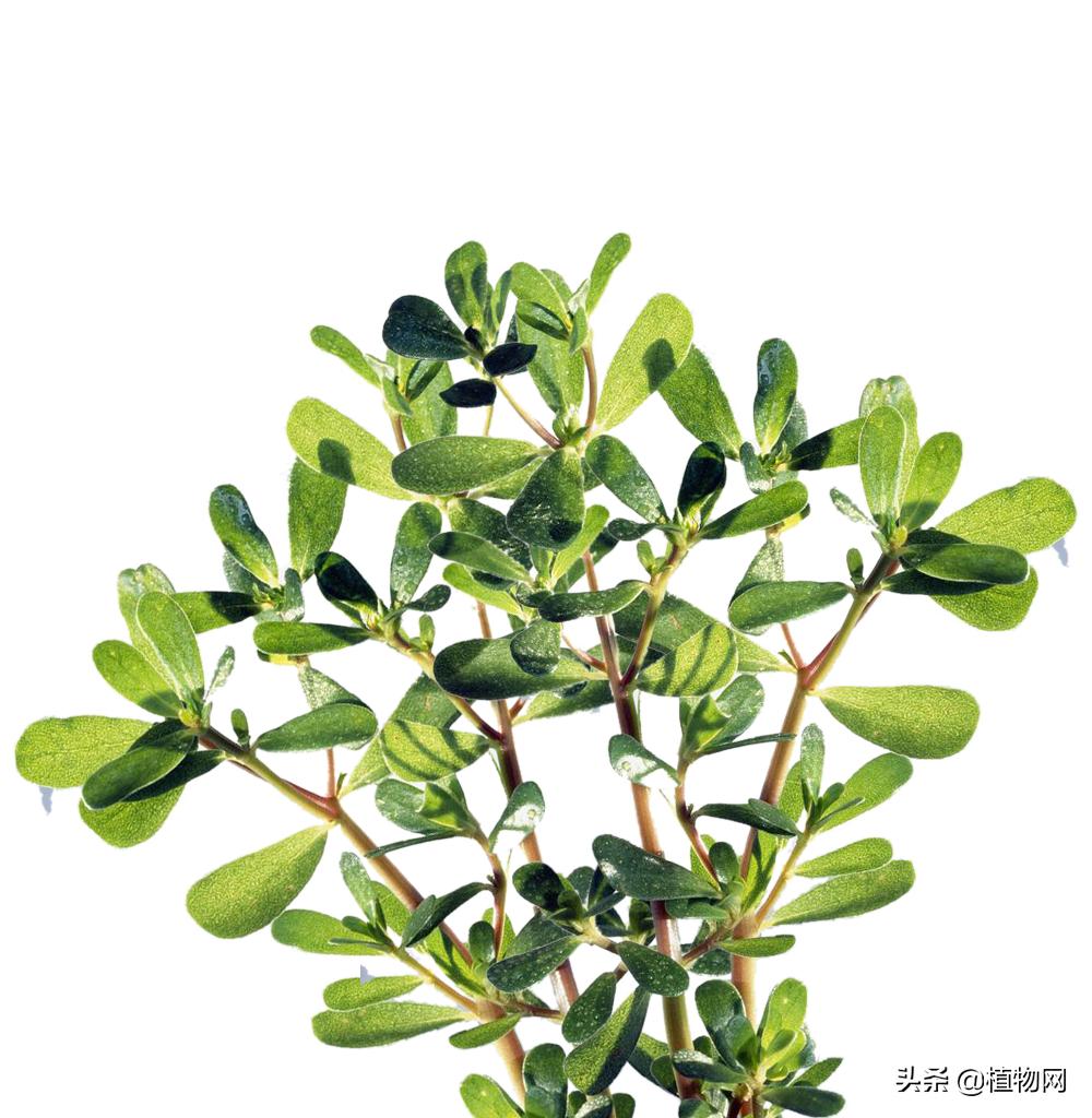 马齿苋这样做营养开胃又下饭,马齿苋怎么做好吃有什么营养