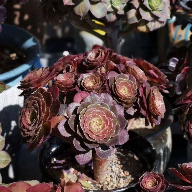 适合从小养到大的多肉,由小到大由浅入深