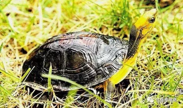 龟摔了怎么办快速安慰,草龟摔了一下怎么办