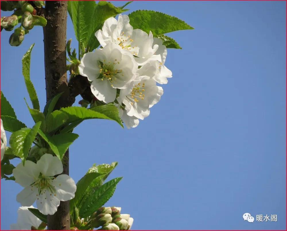 皮肤疱疹神经痛,皮肤烧灼感带状疱疹