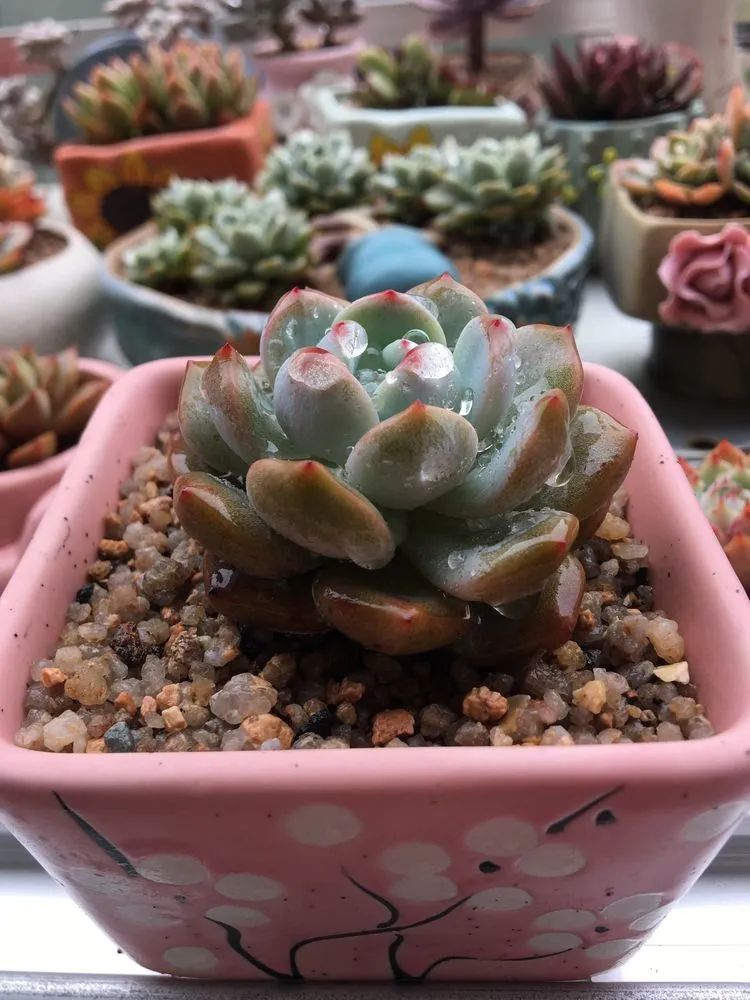 五颜六色的透明多肉,颜色超好看的多肉