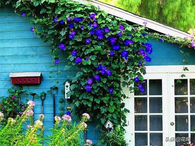 这些花,当年种当年轻松变花墙,好看还好养!