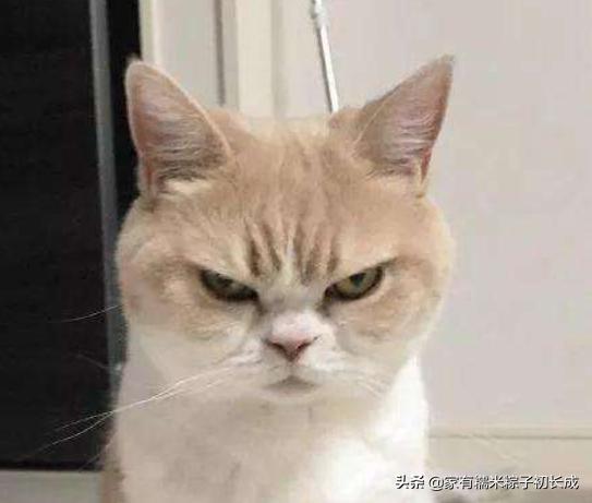 猫咪绝育之后反而乱尿怎么办,主人不在家猫咪乱拉乱尿什么原因