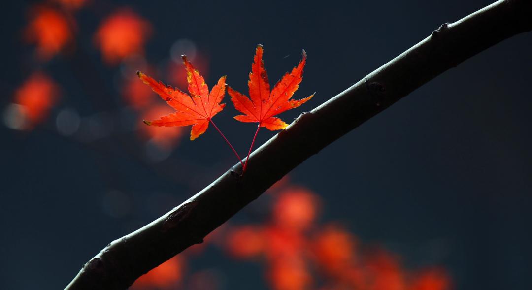 诗词吟诵《秋日》,秋日相思的古诗词