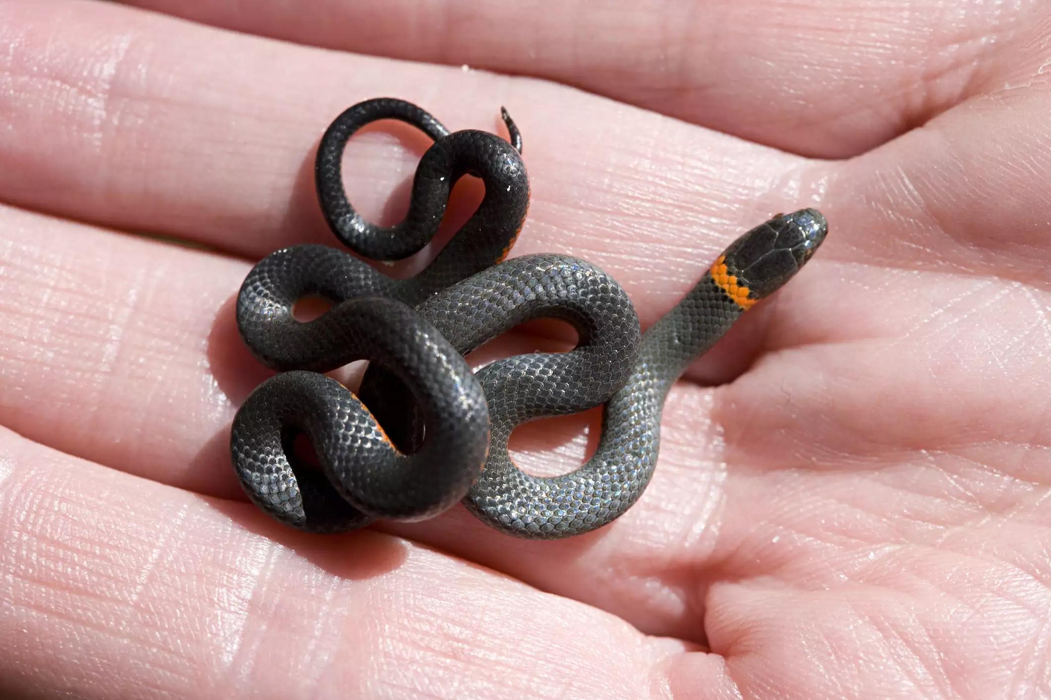 毒蛇有毒吗蛇会咬人吗,有毒毒蛇和没毒蛇如何区别