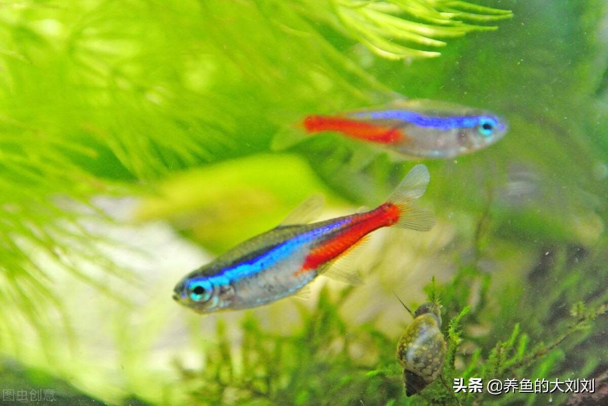 养鱼莫名其妙的就死了,养鱼总死还能养吗