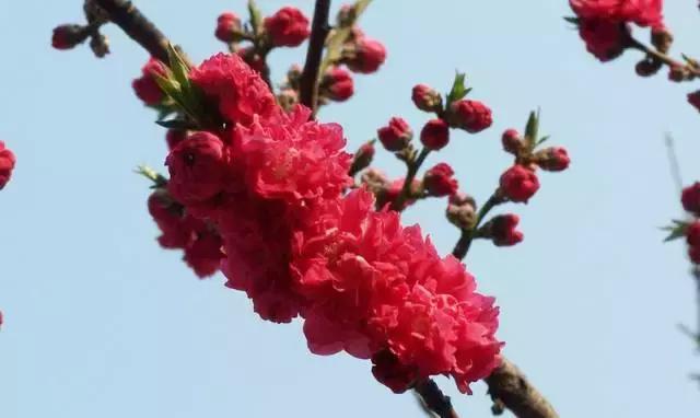 天津桃花堤赏花时间2021,天津桃花堤桃花什么时间开花