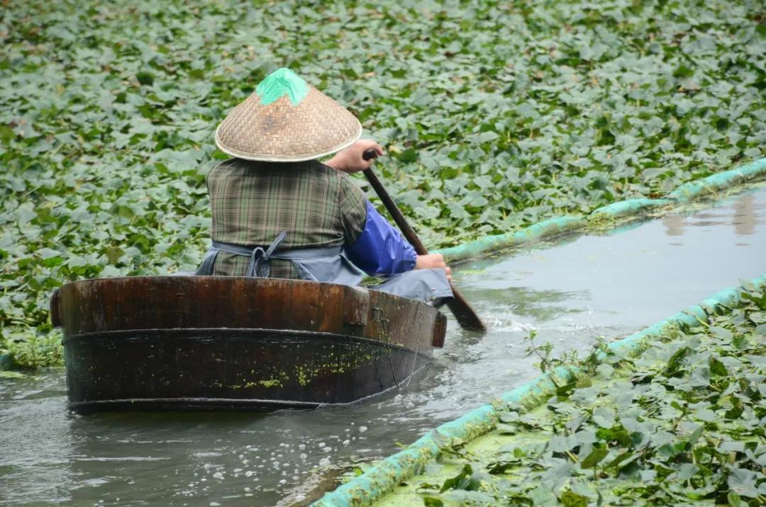 嘉兴粽子为什么这么出名,浙江嘉兴最出名的粽子是