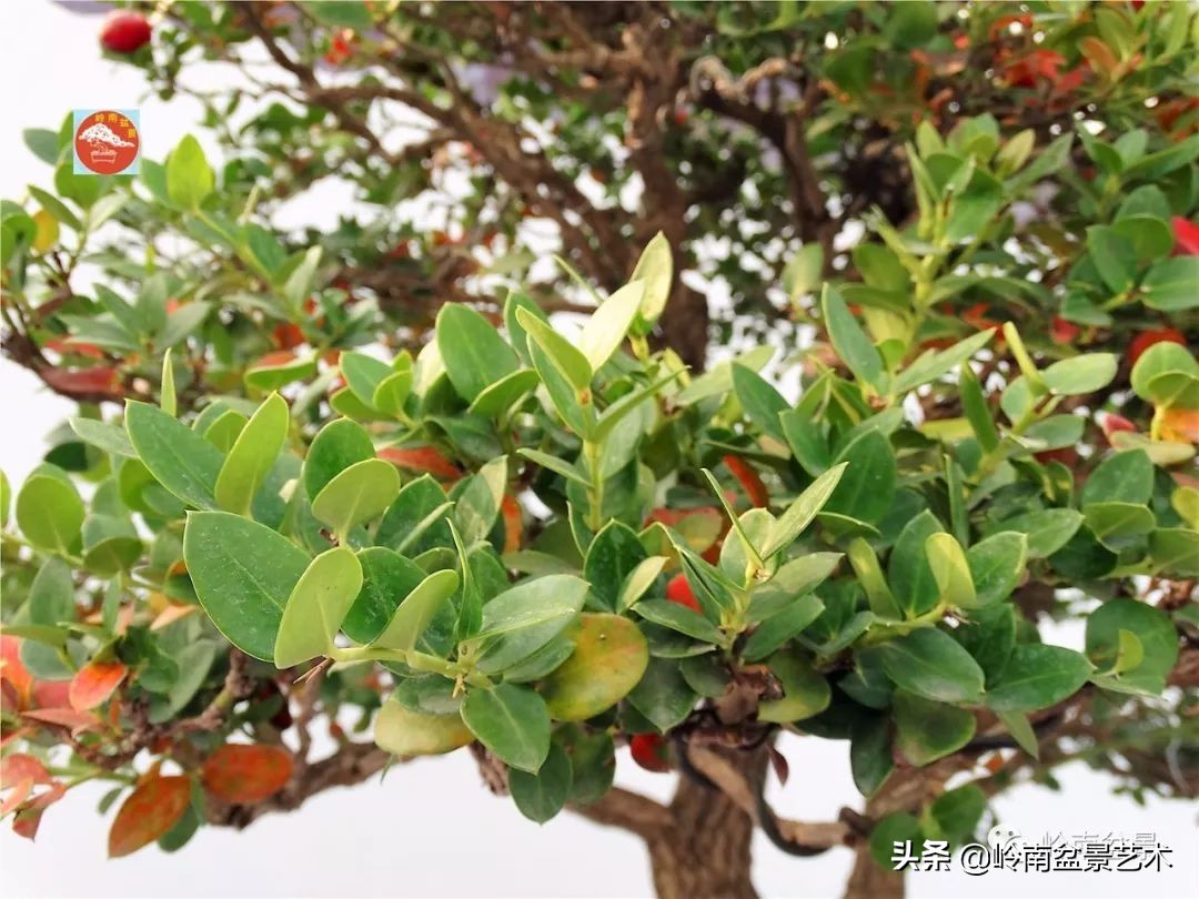 杂木盆景也毫不逊色,杂木盆景值钱吗