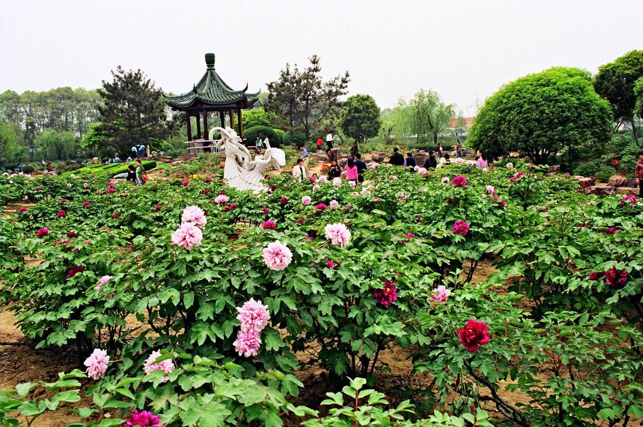 烂根不发芽的牡丹花还有用吗,牡丹花烂根泡完怎么栽种