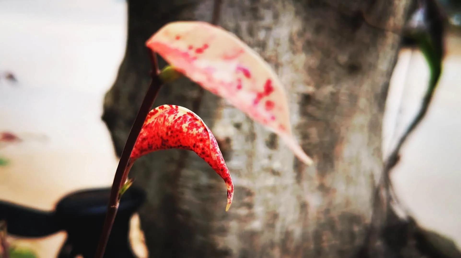 云山诗意一期,云山诗意满汉全席