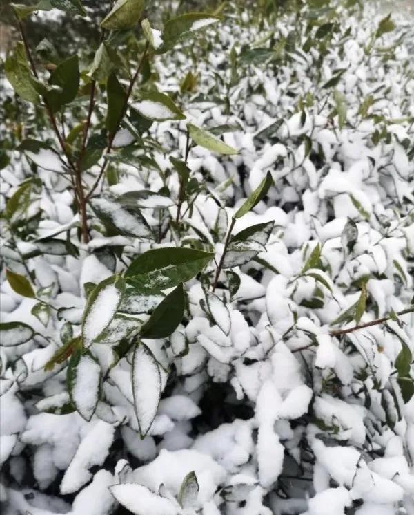 山东日照好的茶叶品种是什么,山东有名的茶叶是什么茶