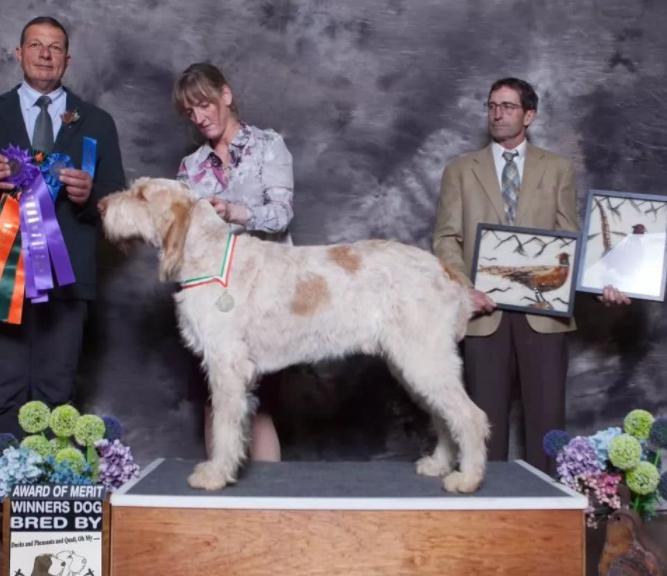 最聪明的十大狗狗品种介绍,史上最全的狗狗品种记得收藏