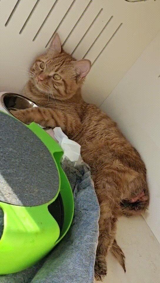 瘫痪猫怎么人工帮助排泄,瘫痪猫咪怎么护理