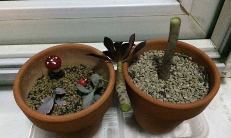 多肉大魔头法师,多肉黑法师砍头