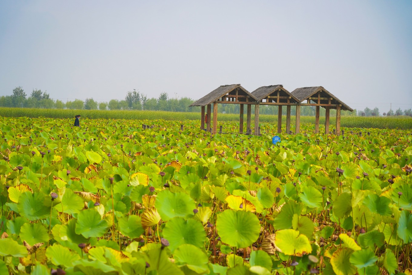 宁夏旅游打卡点,宁夏银川十大网红旅游必打卡