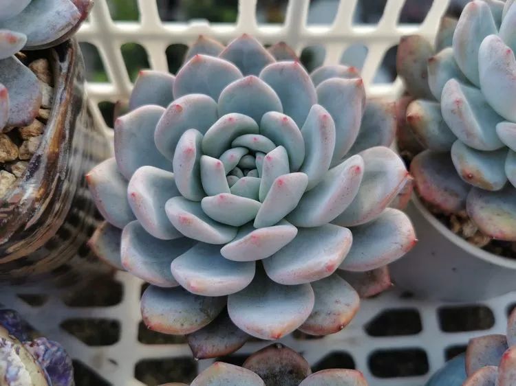 我和多肉,我与多肉