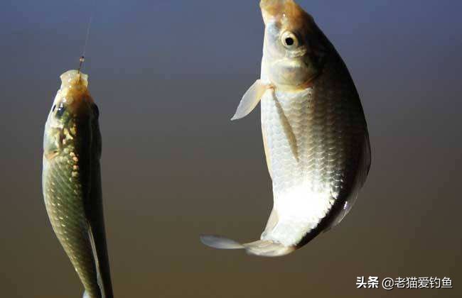 如何用自动钓鱼器来钓家里的老鼠,用老鼠钓鱼的技巧