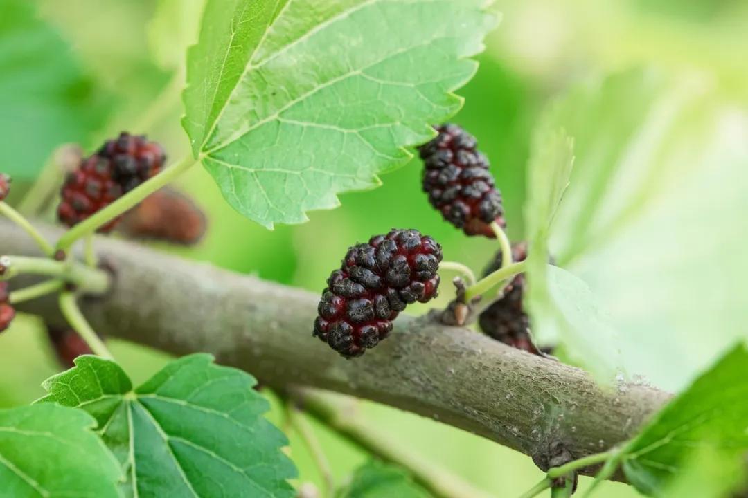 昆明各个县市区周边旅游攻略大全，超值推荐，周末休闲度假好去处
