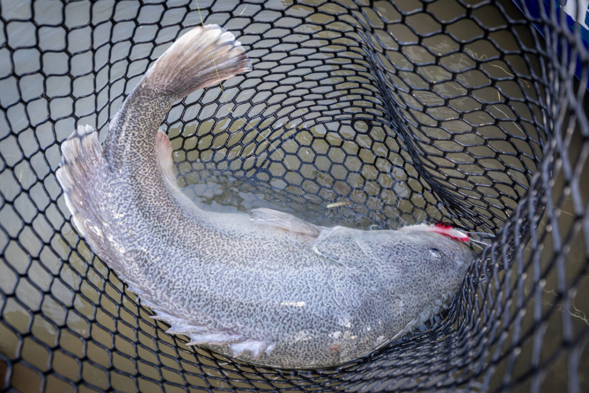 澳洲鼠患,澳洲鼠患成灾