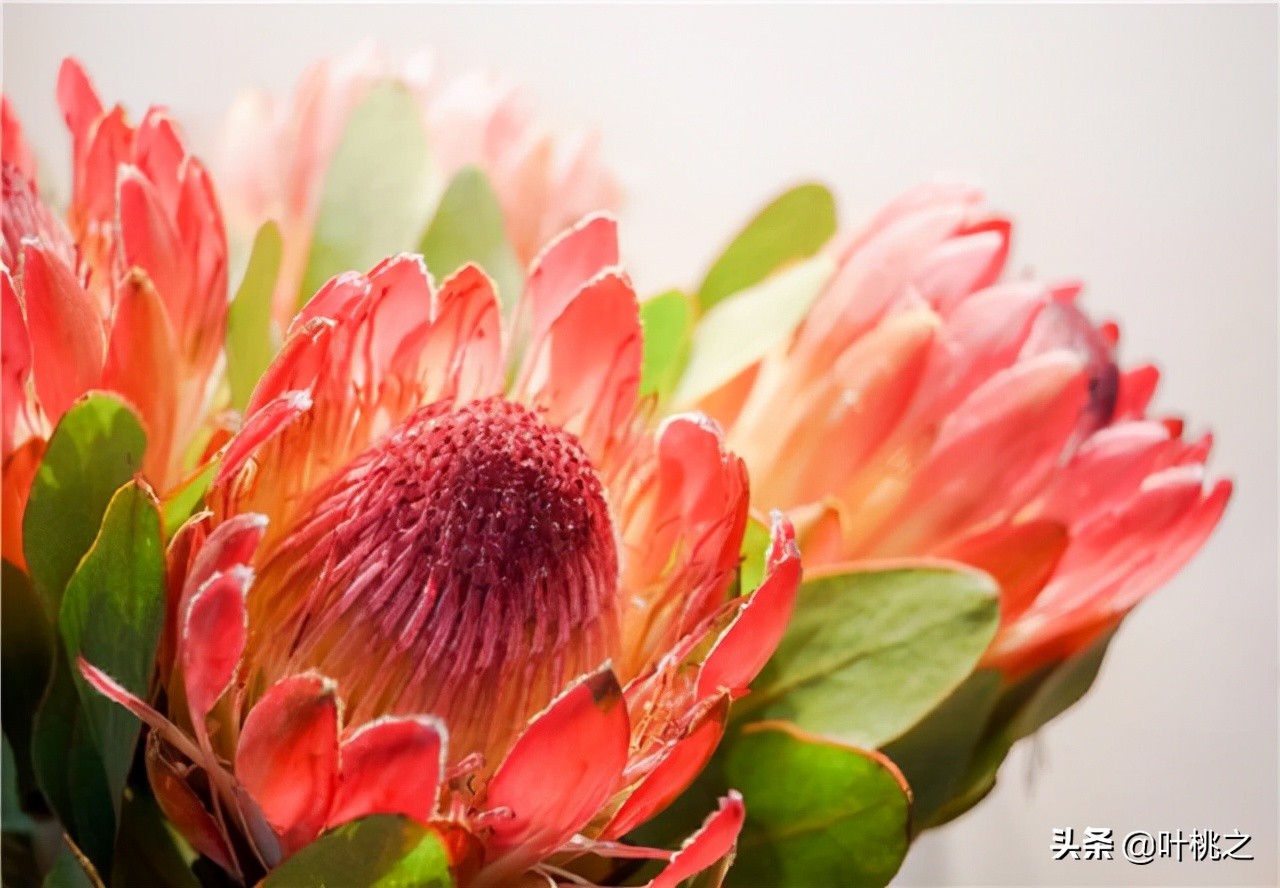 留意一下朋友圈从不给你点赞的人,请远离那些不给你点赞的人