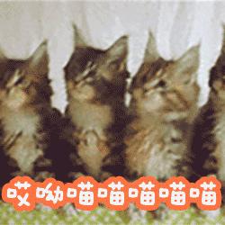 央视直播间猫叫背后原因,央视养猫辟谣