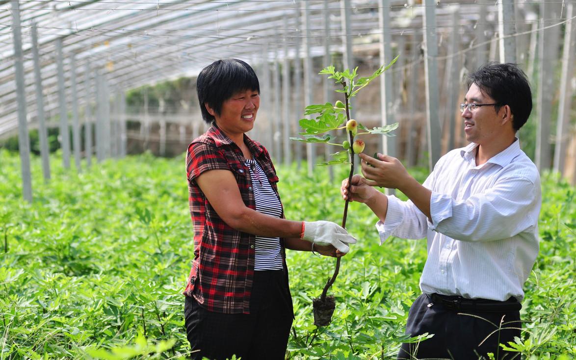 无花果新枝扦插的正确方法,无花果扦插生根木质化多久
