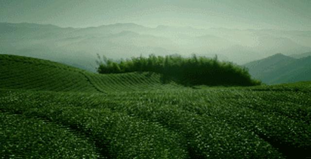 早春时节，与蔡澜论道，入川寻一杯上品绿茶