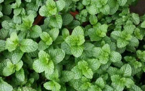 薄荷水培烂根怎么办,薄荷泡水里烂根怎么办