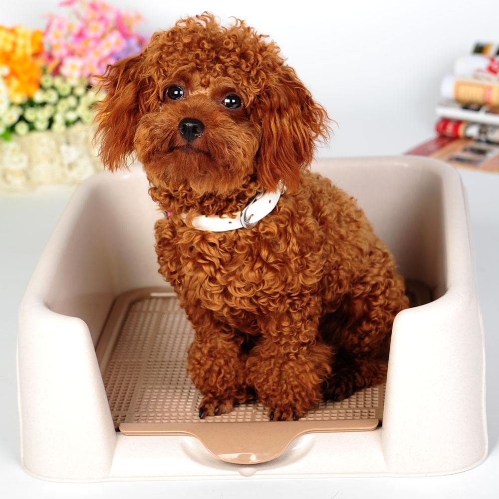 怎么训练泰迪在尿垫上大小便,泰迪幼犬几个月开始训练定点排便